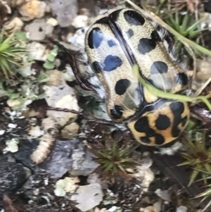 Neorrhina punctata at Tennent, ACT - 10 Jan 2022