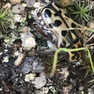 Neorrhina punctata at Tennent, ACT - 10 Jan 2022