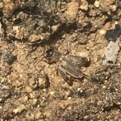 Lepidogryllus sp. (genus) at Tennent, ACT - 10 Jan 2022 12:34 PM