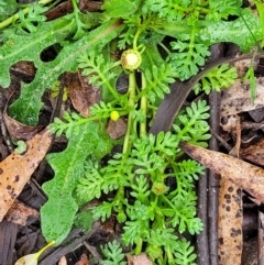 Leptinella filicula at Harolds Cross, NSW - 15 Jan 2022