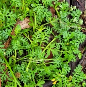 Leptinella filicula at Harolds Cross, NSW - 15 Jan 2022