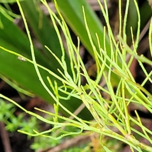 Exocarpos strictus at Harolds Cross, NSW - 15 Jan 2022 10:07 AM