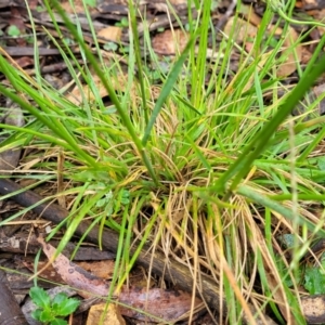 Australopyrum pectinatum at Harolds Cross, NSW - 15 Jan 2022