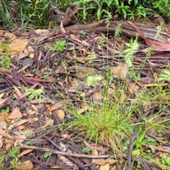 Australopyrum pectinatum at Harolds Cross, NSW - 15 Jan 2022