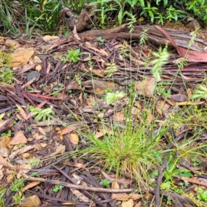 Australopyrum pectinatum at Harolds Cross, NSW - 15 Jan 2022