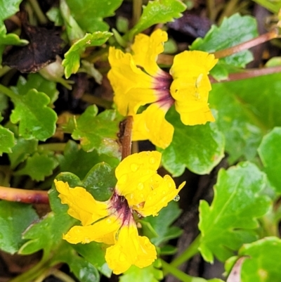 Goodenia hederacea subsp. alpestris at Harolds Cross, NSW - 15 Jan 2022 by trevorpreston