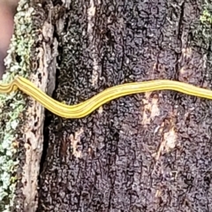 Caenoplana sulphurea (A Flatworm) at Captains Flat, NSW - 14 Jan 2022 by tpreston