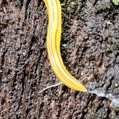 Caenoplana sulphurea at Captains Flat, NSW - 15 Jan 2022