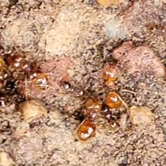 Pheidole sp. (genus) at Harolds Cross, NSW - 15 Jan 2022