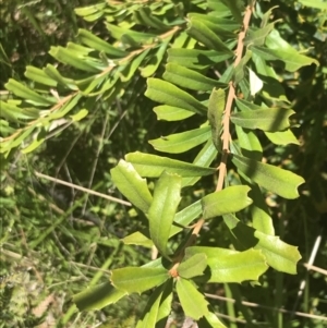 Banksia marginata at Tennent, ACT - 10 Jan 2022