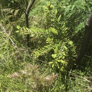 Banksia marginata at Tennent, ACT - 10 Jan 2022