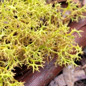 Cladia aggregata at Harolds Cross, NSW - 15 Jan 2022