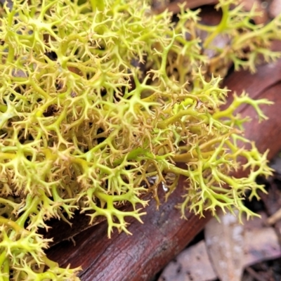 Cladia aggregata (A lichen) at Tallaganda National Park - 15 Jan 2022 by trevorpreston