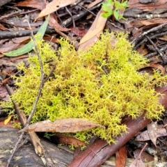 Cladia aggregata at Harolds Cross, NSW - 15 Jan 2022 09:47 AM