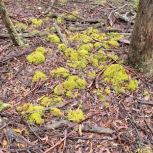 Cladia aggregata at Harolds Cross, NSW - 15 Jan 2022