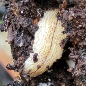 Australopacifica lucasi at Captains Flat, NSW - 15 Jan 2022