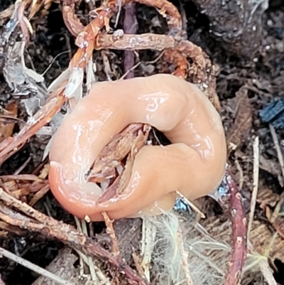 Australoplana alba (A flatworm) at Captains Flat, NSW - 15 Jan 2022 by trevorpreston