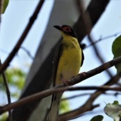 Sphecotheres vieilloti (Australasian Figbird) at Rollingstone, QLD - 12 Jan 2020 by TerryS