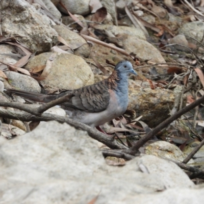 Geopelia humeralis (Bar-shouldered Dove) at Rollingstone, QLD - 29 Nov 2019 by TerryS