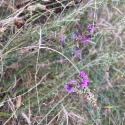 Cullen microcephalum (Dusky Scurf-pea) at Watson, ACT - 14 Jan 2022 by waltraud