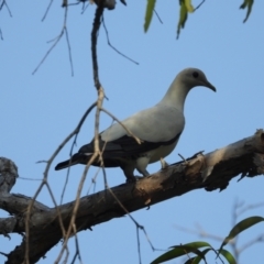 Ducula spilorrhoa (Torresian Imperial-Pigeon) at Rollingstone, QLD - 11 Jan 2020 by TerryS
