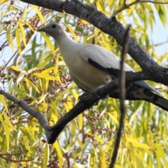 Ducula spilorrhoa (Torresian Imperial-Pigeon) at Rollingstone, QLD - 11 Jan 2020 by TerryS