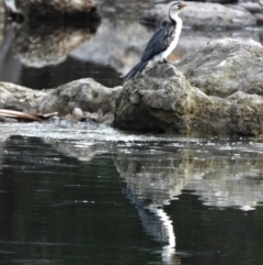 Microcarbo melanoleucos (Little Pied Cormorant) at Rollingstone, QLD - 28 Nov 2019 by TerryS