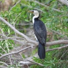 Microcarbo melanoleucos (Little Pied Cormorant) at Balgal Beach, QLD - 28 Nov 2019 by TerryS