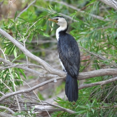 Microcarbo melanoleucos (Little Pied Cormorant) at Balgal Beach, QLD - 28 Nov 2019 by TerryS