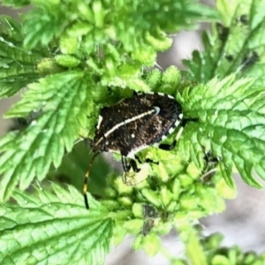 Oncocoris geniculatus at Aranda, ACT - 15 Jan 2022