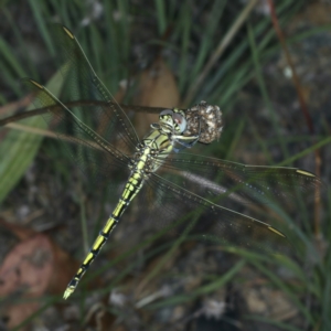 Orthetrum caledonicum at Paddys River, ACT - 12 Jan 2022 11:24 AM