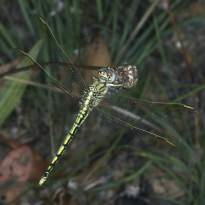 Orthetrum caledonicum (Blue Skimmer) at Paddys River, ACT - 12 Jan 2022 by jbromilow50