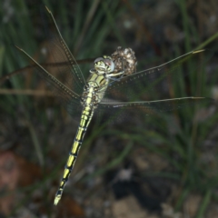 Orthetrum caledonicum at Paddys River, ACT - 12 Jan 2022 11:24 AM