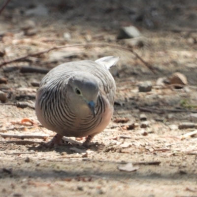 Geopelia placida (Peaceful Dove) at Rollingstone, QLD - 28 Nov 2019 by TerryS