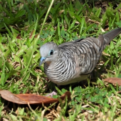 Geopelia placida (Peaceful Dove) at Rollingstone, QLD - 28 Nov 2019 by TerryS