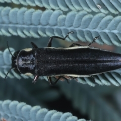 Agrilus hypoleucus (Hypoleucus jewel beetle) at Kambah Pool - 12 Jan 2022 by jbromilow50