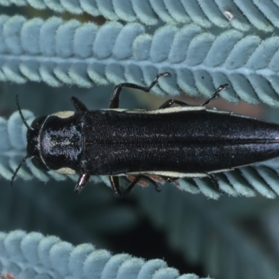 Agrilus hypoleucus (Hypoleucus jewel beetle) at Paddys River, ACT - 12 Jan 2022 by jbromilow50