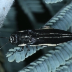 Agrilus hypoleucus at Paddys River, ACT - 12 Jan 2022