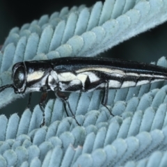 Agrilus hypoleucus at Paddys River, ACT - 12 Jan 2022