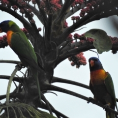 Trichoglossus moluccanus (Rainbow Lorikeet) at Rollingstone, QLD - 8 Jan 2017 by TerryS