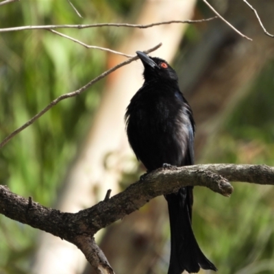 Dicrurus bracteatus (Spangled Drongo) at Rollingstone, QLD - 28 Nov 2019 by TerryS