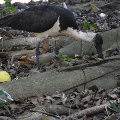 Threskiornis spinicollis (Straw-necked Ibis) at Rollingstone, QLD - 10 Jan 2020 by TerryS