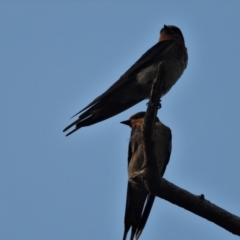 Hirundo neoxena (Welcome Swallow) at Balgal Beach, QLD - 12 Jan 2020 by TerryS