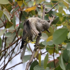 Pachycephala rufiventris (Rufous Whistler) at Pialligo, ACT - 14 Jan 2022 by jb2602