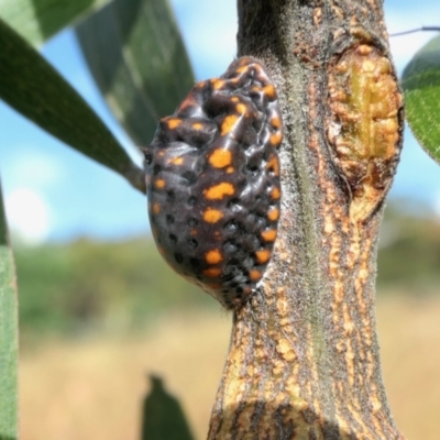 Icerya acaciae (Acacia mealy bug) at Rugosa - 14 Jan 2022 by SenexRugosus