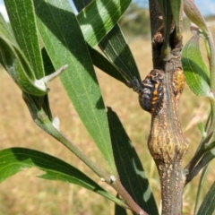 Icerya acaciae at Yass River, NSW - 14 Jan 2022