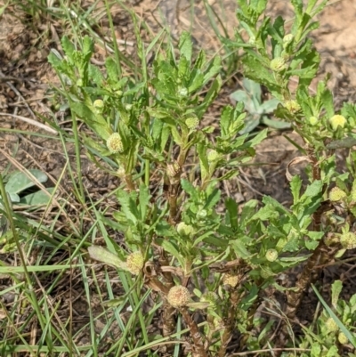 Centipeda cunninghamii (Common Sneezeweed) at Mulligans Flat - 15 Jan 2022 by abread111