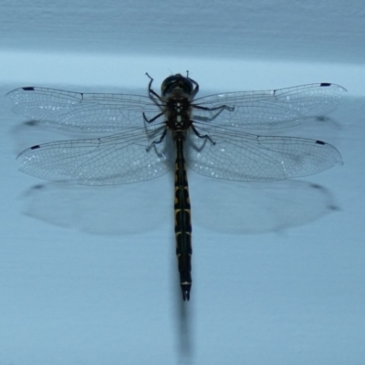 Hemicordulia australiae (Australian Emerald) at McKellar, ACT - 15 Jan 2022 by Amata