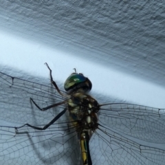 Hemicordulia australiae at McKellar, ACT - 15 Jan 2022