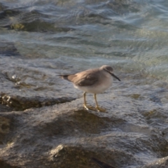 Tringa brevipes (Grey-tailed Tattler) at Coral Sea, QLD - 12 Apr 2019 by natureguy